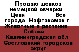 Продаю щенков немецкой овчарки › Цена ­ 5000-6000 - Все города, Нефтекамск г. Животные и растения » Собаки   . Калининградская обл.,Светловский городской округ 